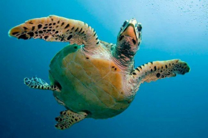 Životinjski i cvjetni svijet tihog oceana Životinjski i cvjetni svijet tihog oceana